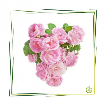 Natürliches Parfümöl Jardin des Roses 1 l